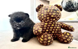 Pomsky dogs for sale: 3 girl pomskys for sale!  - Image 3