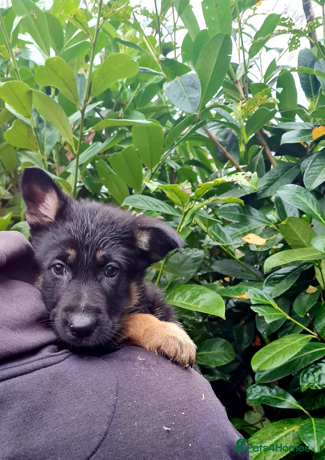 German Shepherd dogs for sale: German Shepherd Puppies For Sale - Advert 26
