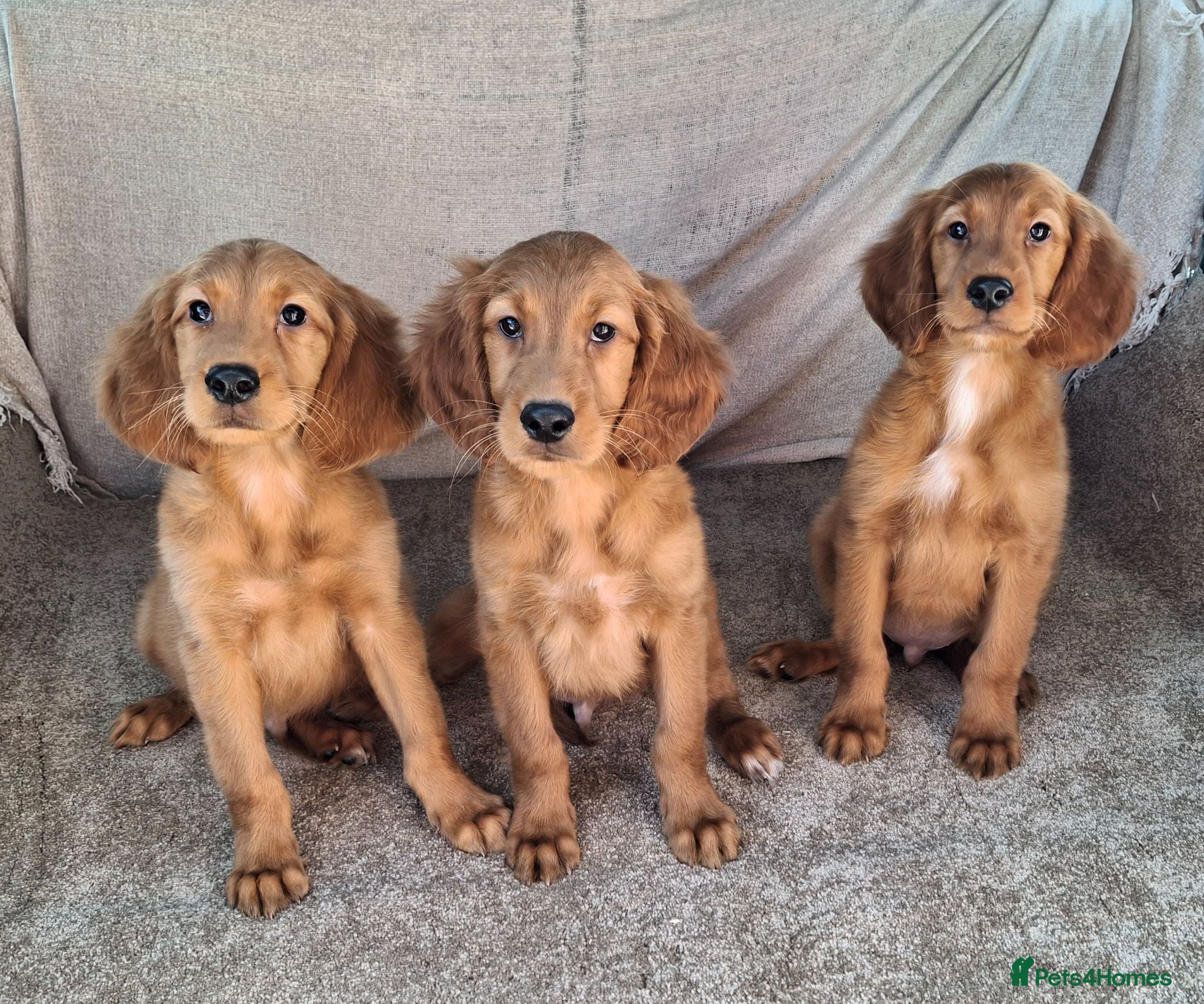 Mixed Breed dogs Golden irish puppies, last boy !! - Advert 2