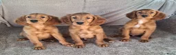 Mixed Breed dogs for sale: Gorgeous irish setter x golden retriever puppies - Advert 5