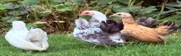 Chickens poultry for sale: Serama pairs - Advert 2