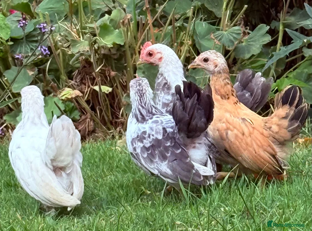 Chickens poultry for sale: Serama pairs - Advert 2