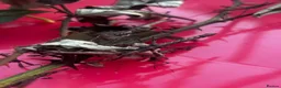 Stick Insects invertebrates for sale: Spiny Stick Insects Looking for a New Home in Leicester - Advert 5