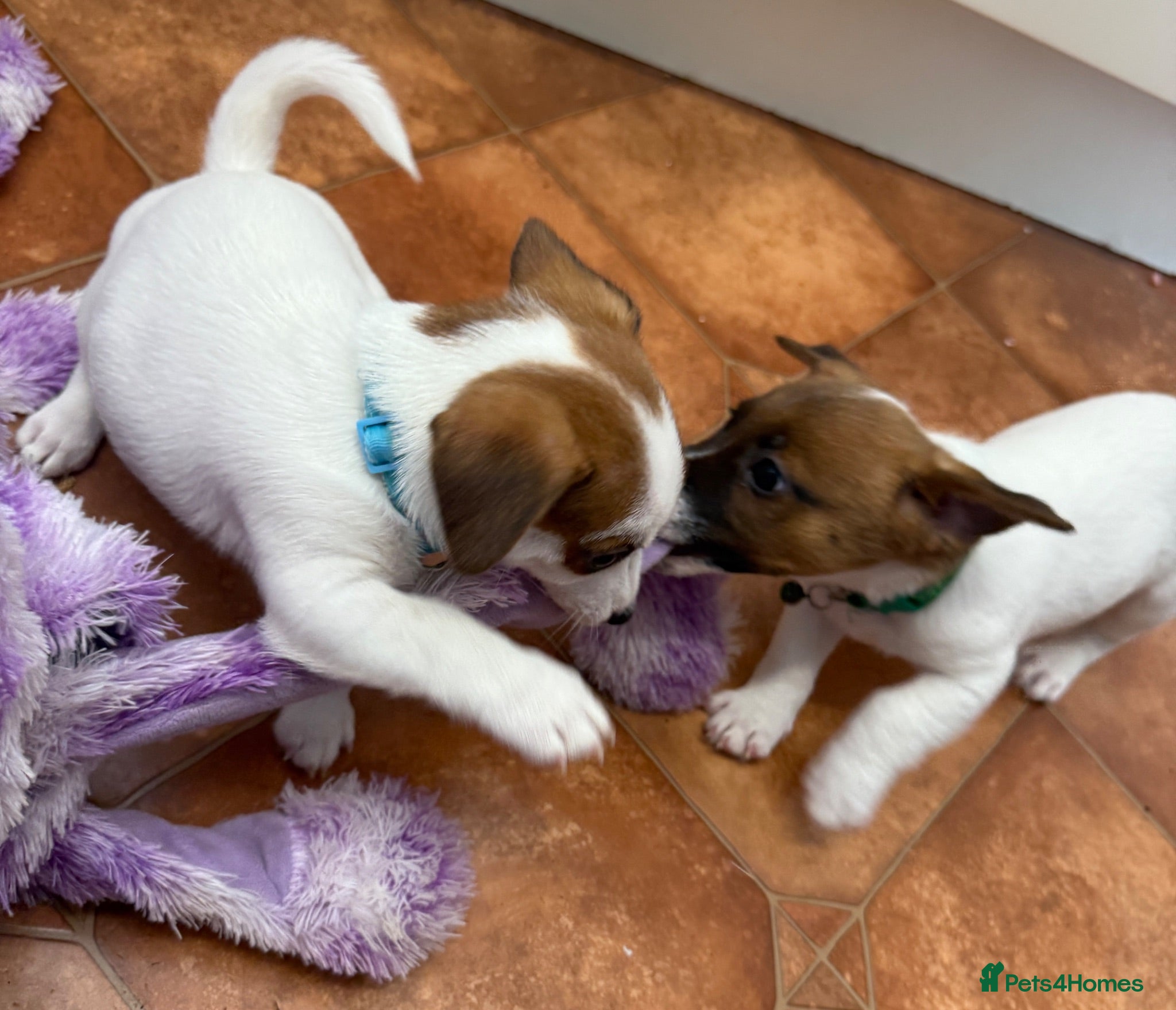 Jack Russell dogs Bred From Health Tested Parents - Advert 2