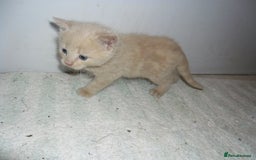 Mixed Breed cats for sale: 8 BEUTIFUL KITTENS FOR SALE - Image 17