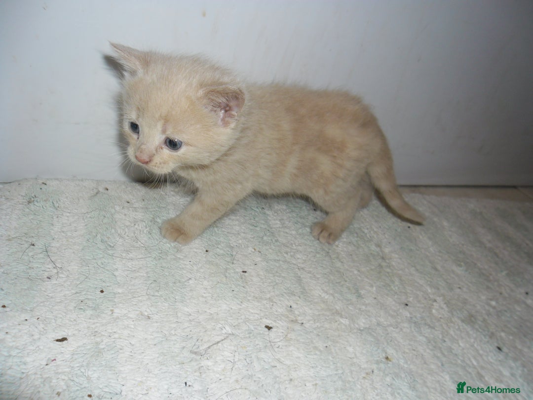 Mixed Breed cats for sale: 8 BEUTIFUL KITTENS FOR SALE - Image 17