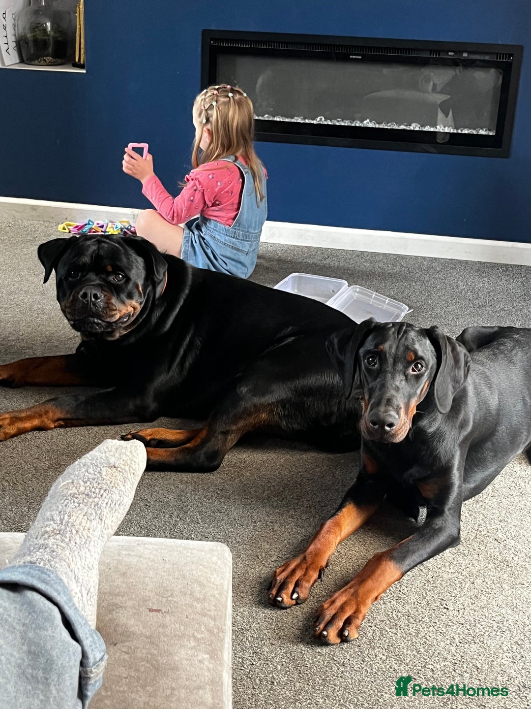 Dobermann dogs for sale: Loving, Cat-Free Home for Wonderful Doberman Girl - Advert 12