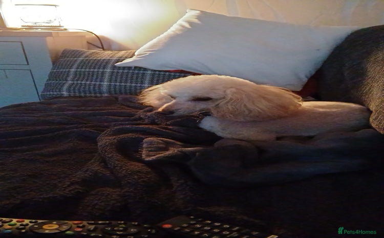 Toy Poodle dogs - Advert 15