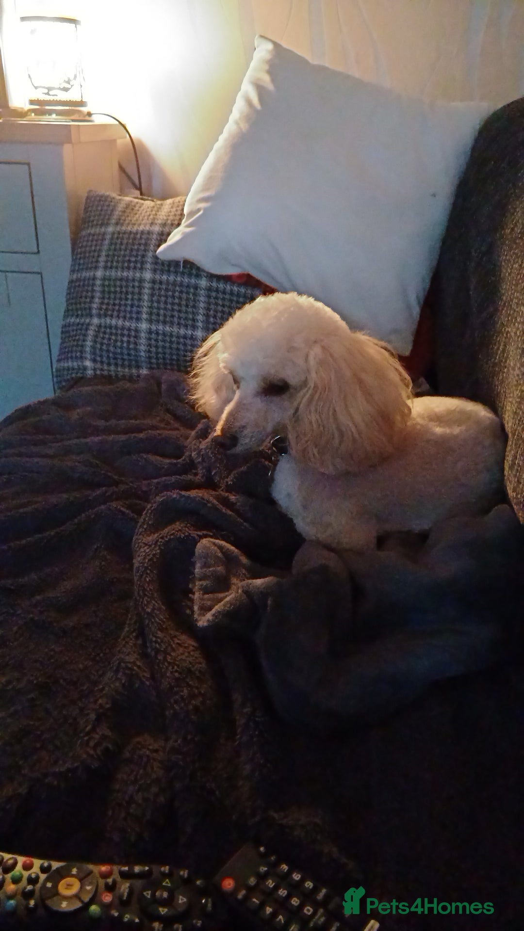 Toy Poodle dogs for sale: Toy poodle girl Adult ( no puppies ) - Image 1