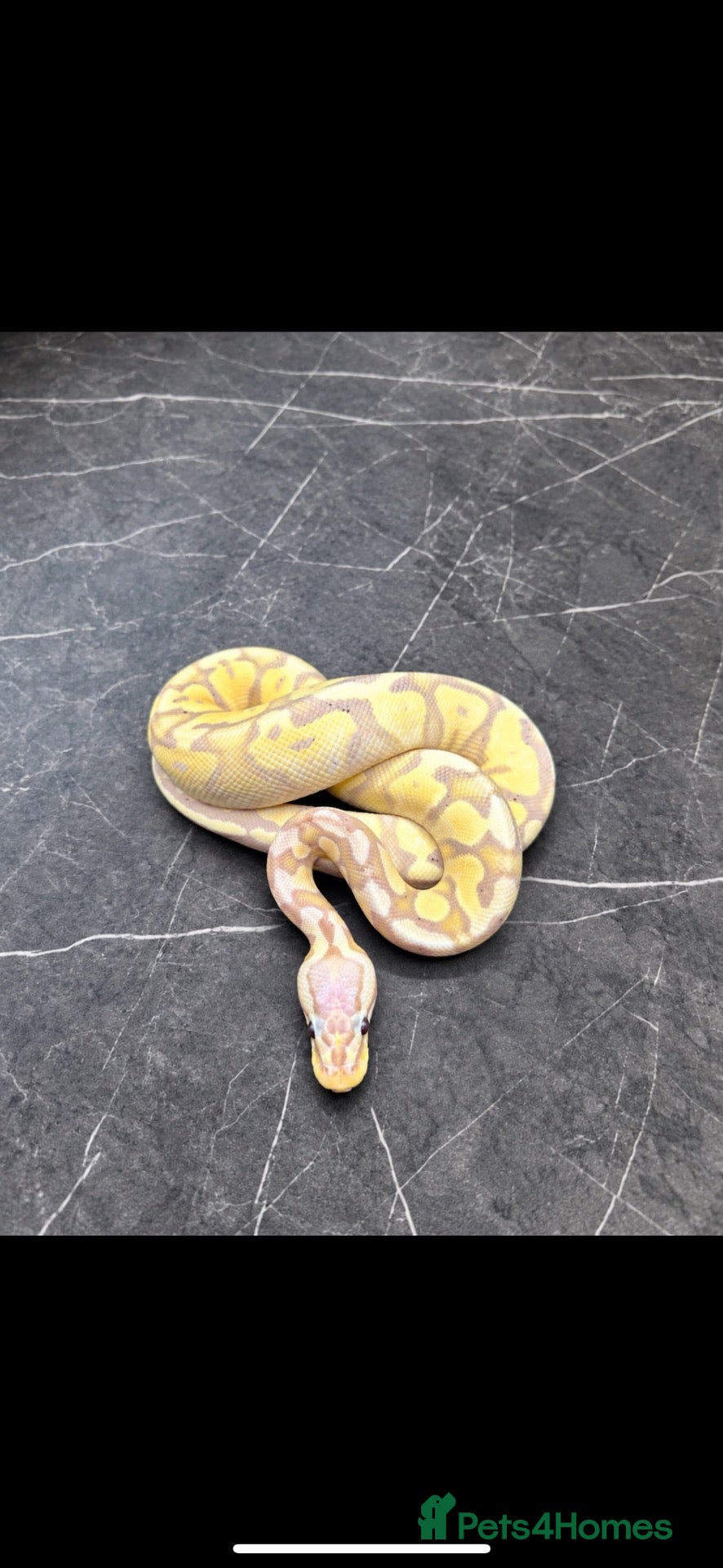 Python Snake reptiles New snakes added! - Hatchling Ball Pythons.  - Advert 1