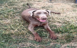 Dobermann dogs for sale: Selling our 2yr old male Doberman  - Advert 4