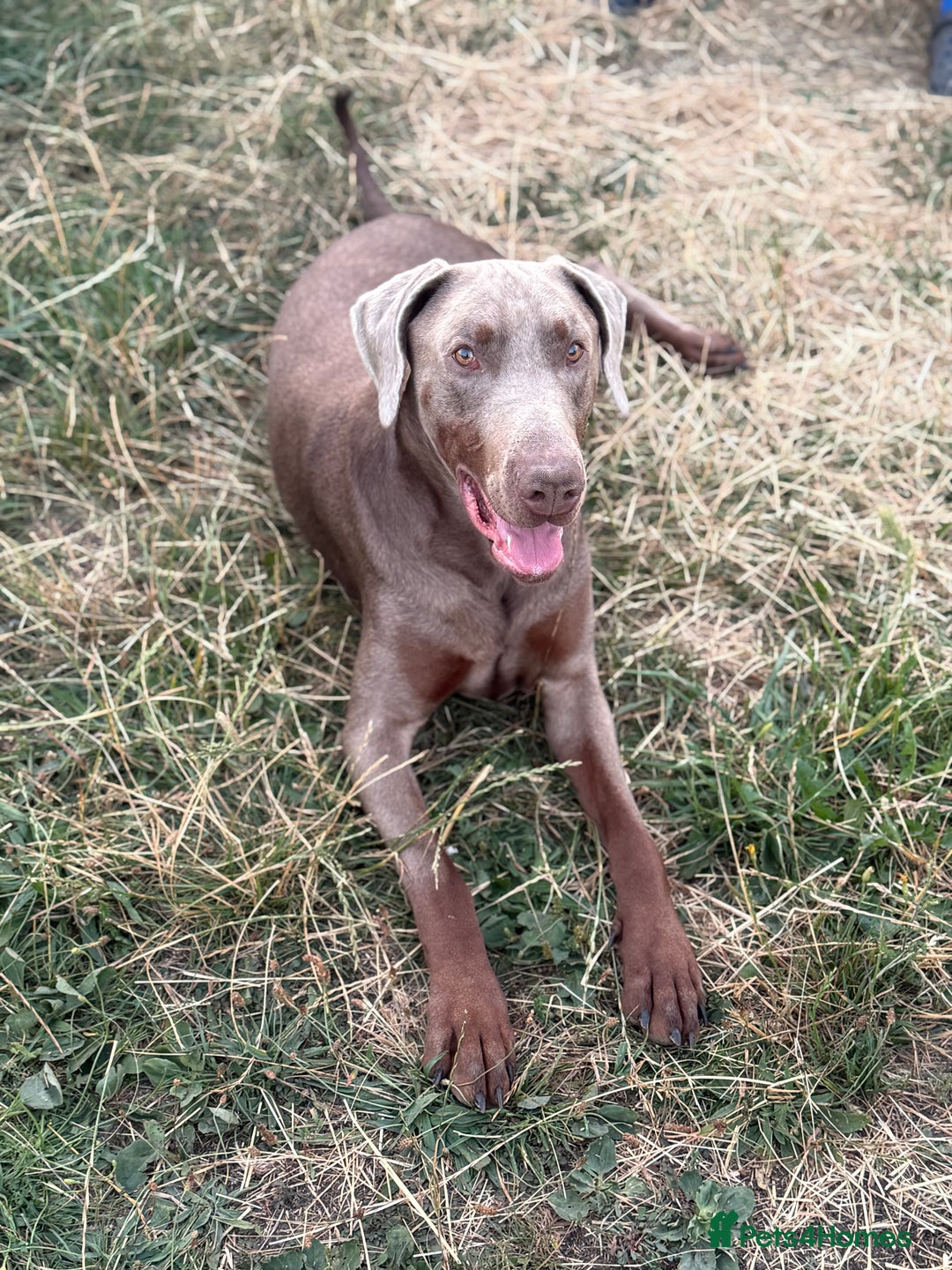 Dobermann dogs for sale: Selling our 2yr old male Doberman  - Advert 4