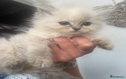 Ragdoll cats for sale: Champion bloodlines Ready for their loving homes - Image 14