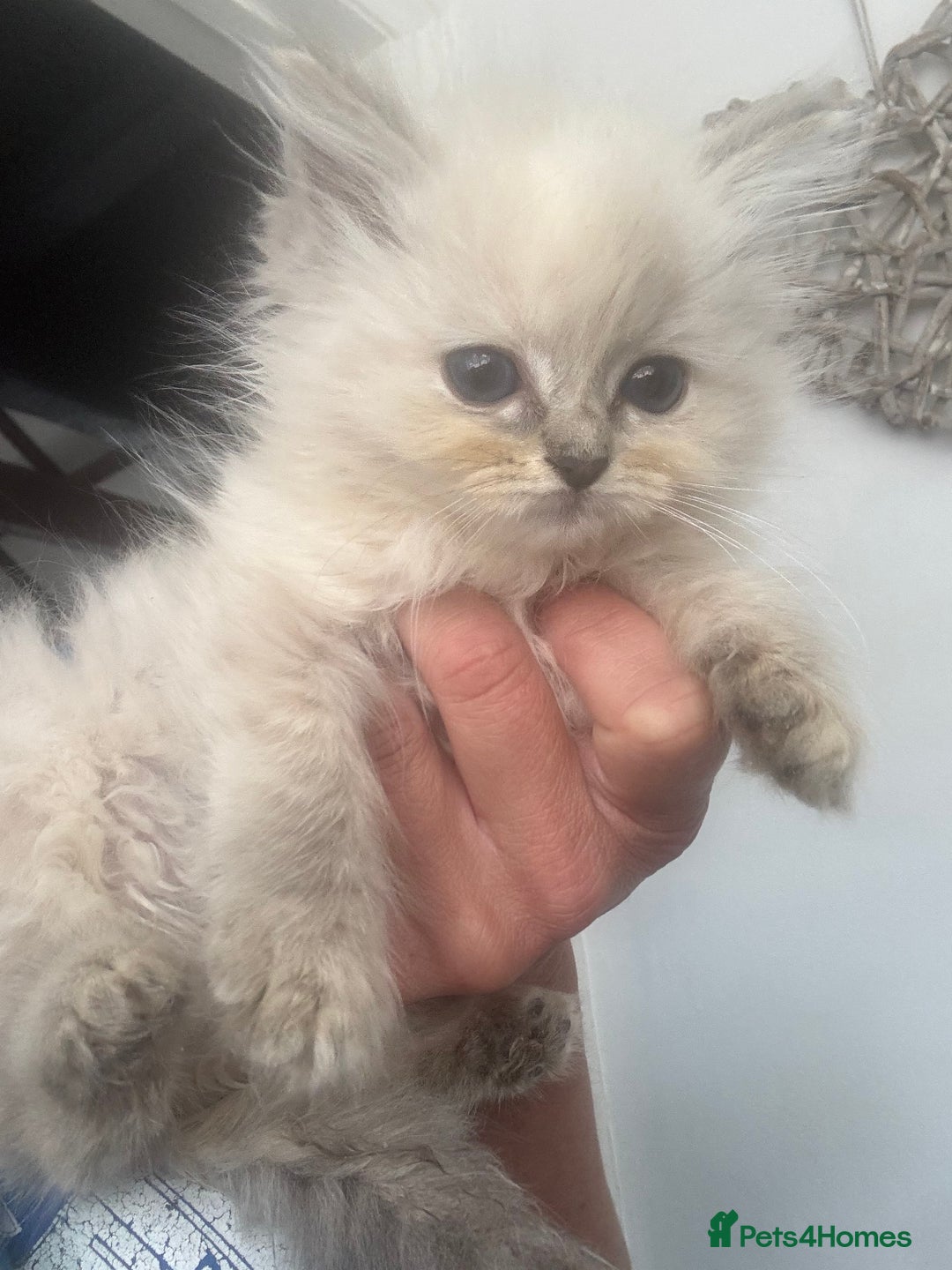 Ragdoll cats for sale: Champion bloodlines Ready for their loving homes - Image 14