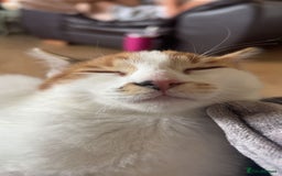 Domestic Shorthair cats for sale: Female Calico - Image 4