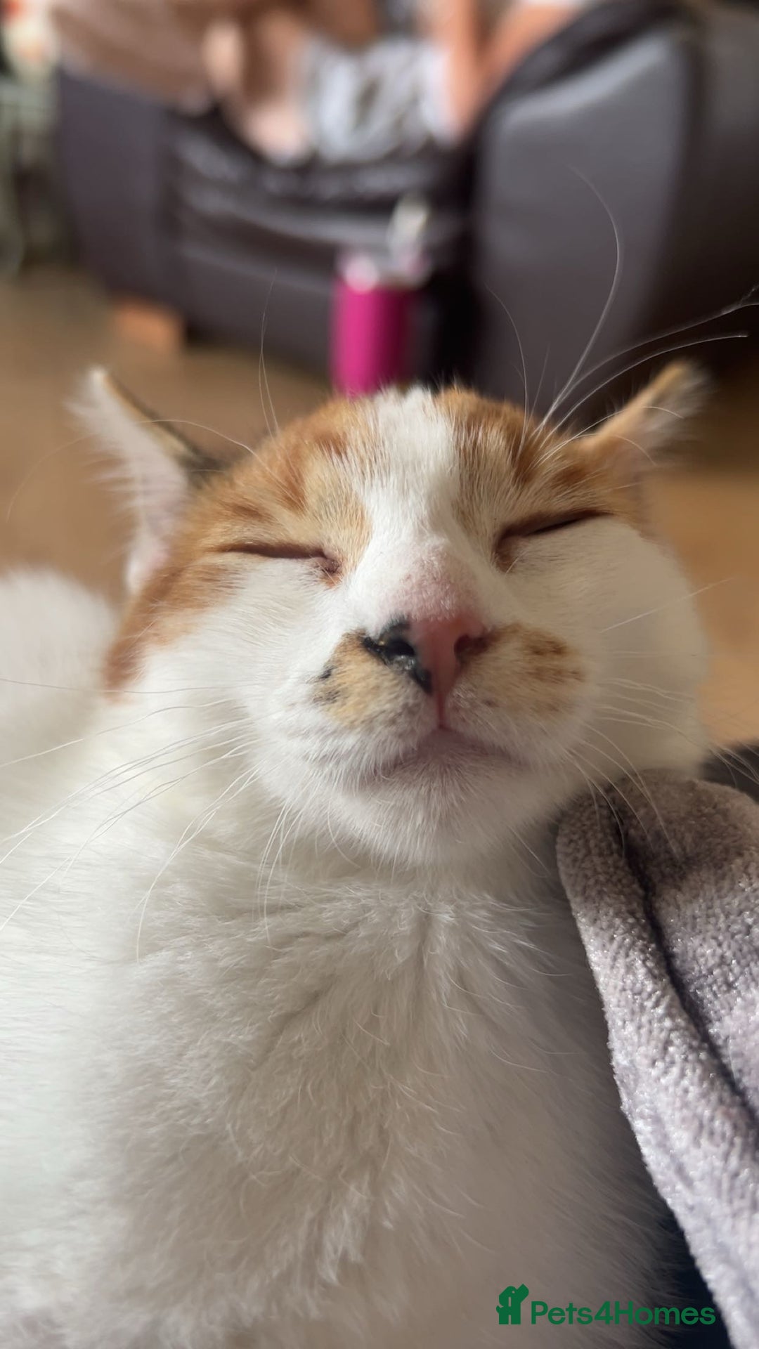 Domestic Shorthair cats for sale: Female Calico - Image 4