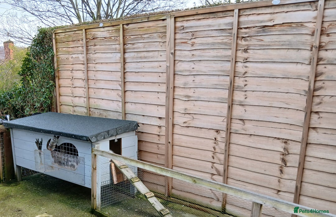 Mixed Breed rabbits for sale: Lop eared rabbits and hutch, - Advert 5