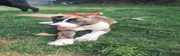 Mixed Breed dogs for sale: American bulldog x Belgian Malinois  - Advert 9
