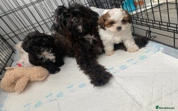 Shihpoo dogs for sale: shihpoos  - Image 5