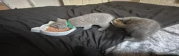 British Shorthair cats for sale: Here I have 3 beautiful british short kittens - Advert 2