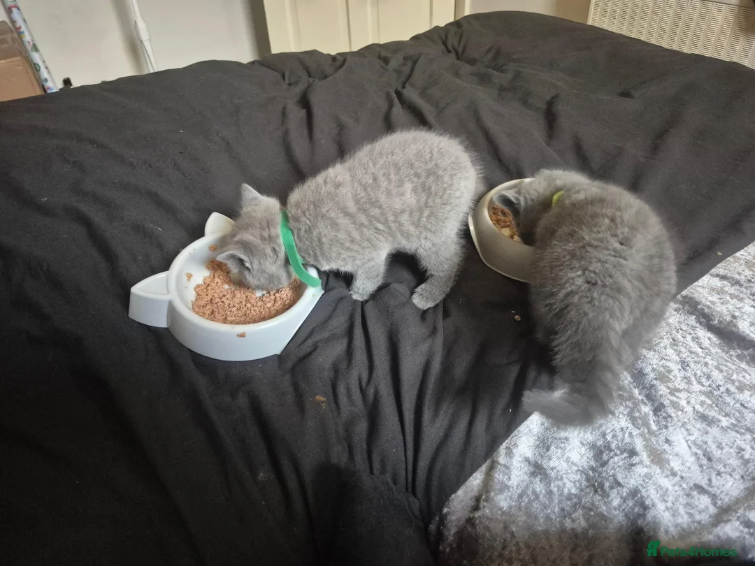 British Shorthair cats for sale: Here I have 3 beautiful british short kittens - Advert 2