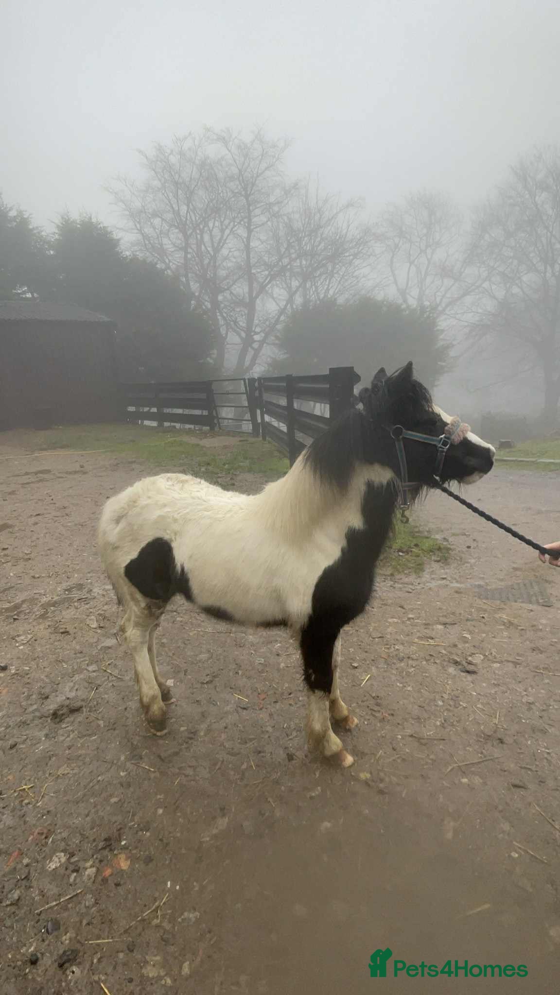 Shetland pony horses Two Gorgeous Yearling Shetland x Gypsy Cob Fillies - Advert 10
