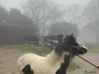Shetland pony horses Two Gorgeous Yearling Shetland x Gypsy Cob Fillies - Advert 10