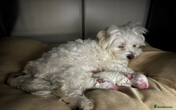 Maltese dogs for sale: 🐶 Adorable Male Maltese Puppies for Sale 🐾 - Image 20