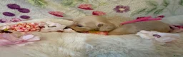 Miniature Dachshund dogs for sale: Cream long haired miniature dachshund puppies  - Advert 26