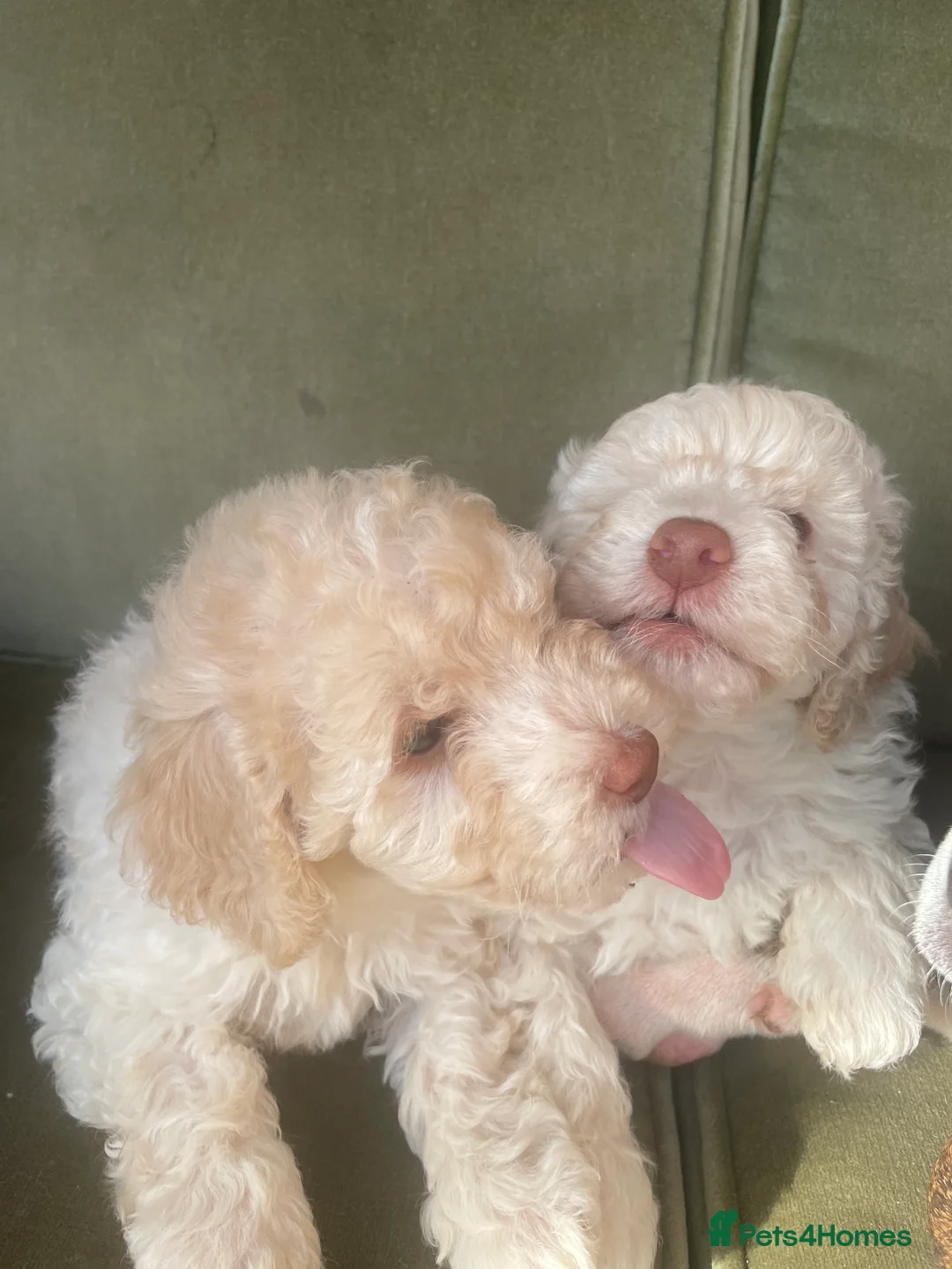 Cockapoo dogs for sale: F1b. Miniature Cockapoo’s  - Advert 5