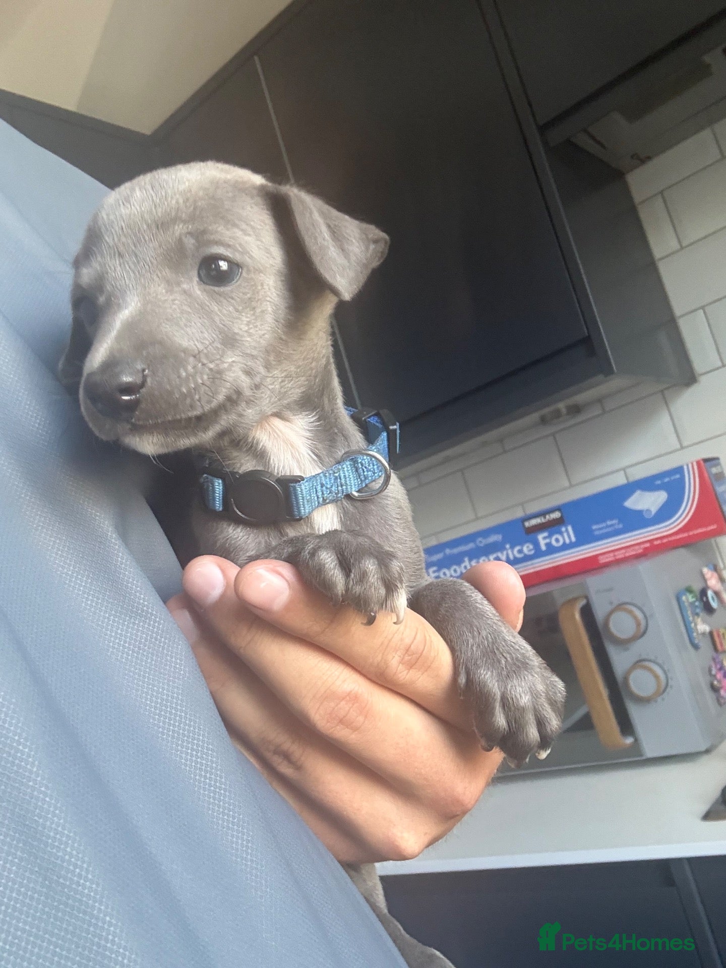 Whippet dogs Blue whippets 💙 2 boys left 🏡🏡 - Advert 1