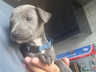 Whippet dogs Blue whippets 💙 2 boys left 🏡🏡 - Advert 1