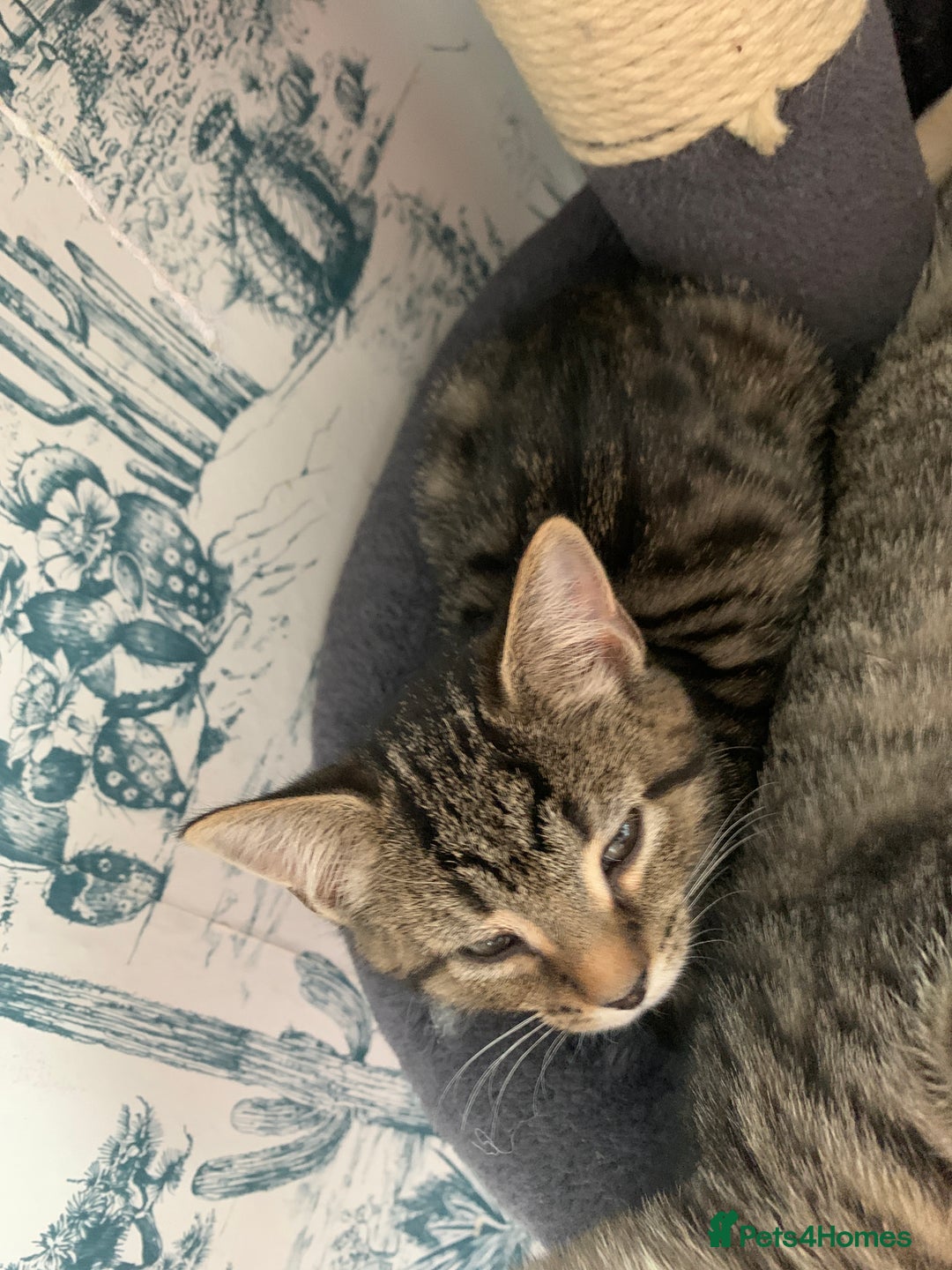 Domestic Shorthair cats for sale: Kittens  - Image 6