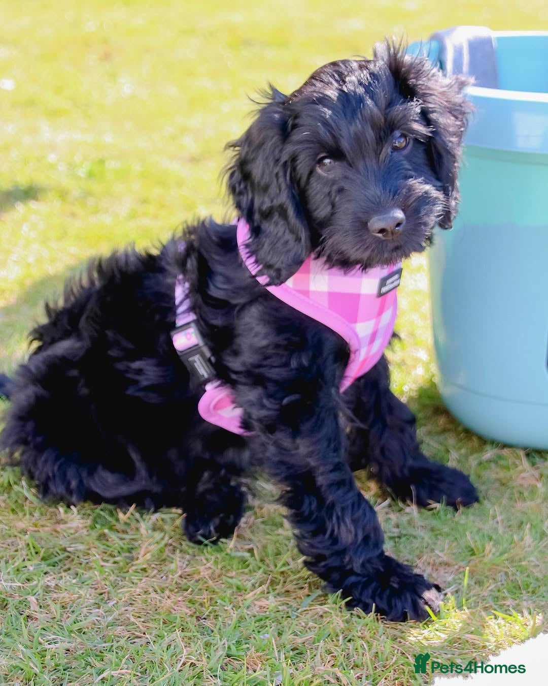 Cockapoo dogs for sale: Beautiful 7Month-Old Cockapoo Mia - Advert 7