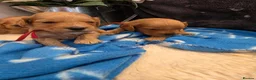 Cockapoo dogs for sale: 🐾fabulous F1 showtype cockapoo puppies 🐶  - Advert 9