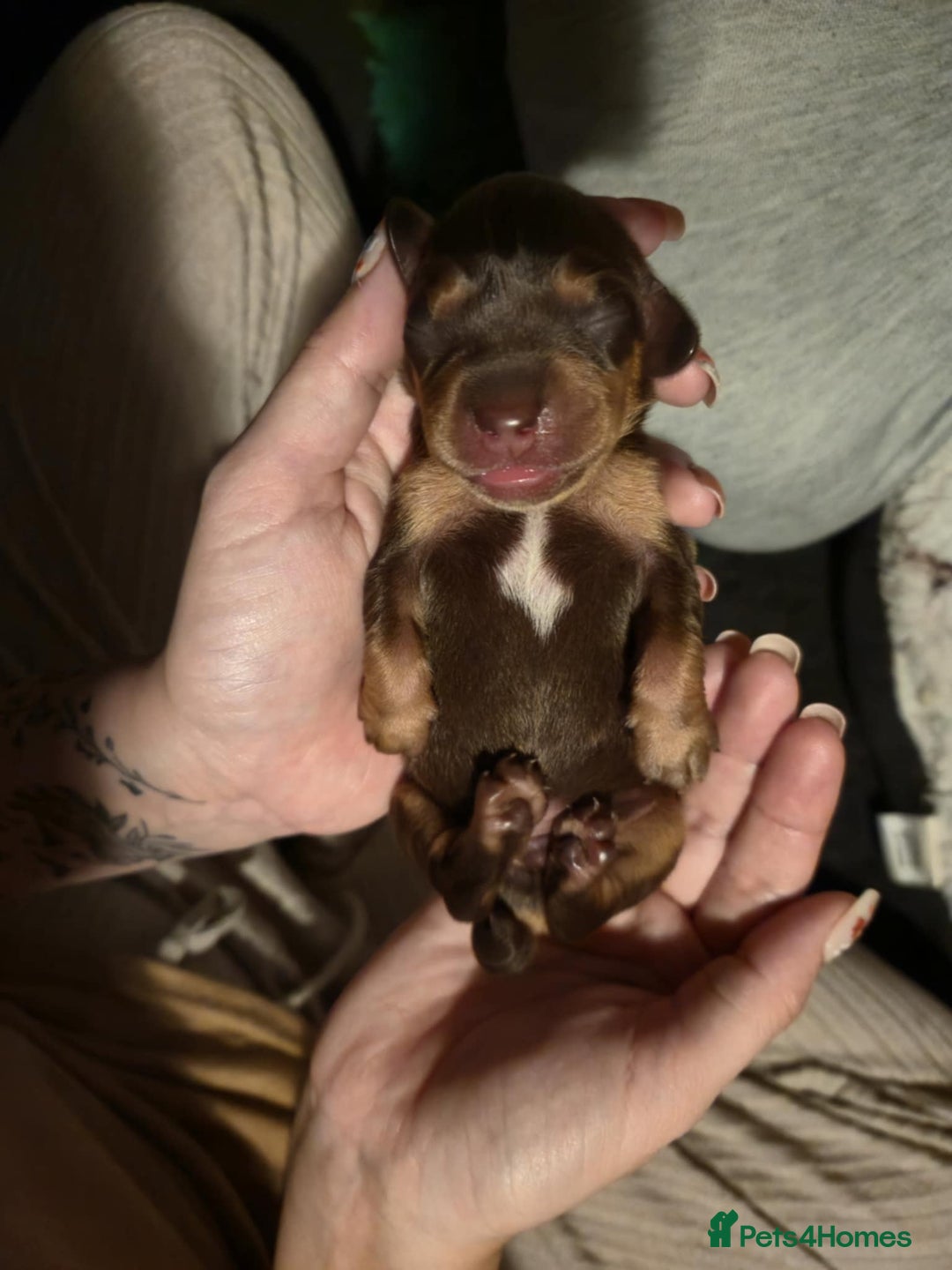 Mixed Breed dogs for sale: Adorable Daschund x spaniel pups  - Image 6