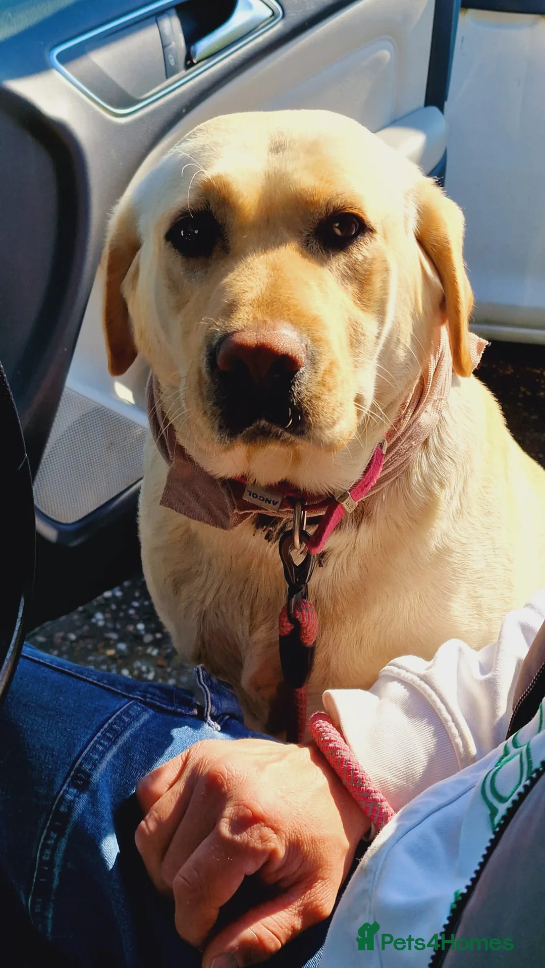 Labrador Retriever dogs for sale: KC registered Labrador Retriever puppies  in Ilford - Advert 2