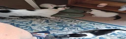Mixed Breed cats for sale: M/F kittens ready to leave now in Great Yarmouth - Advert 4
