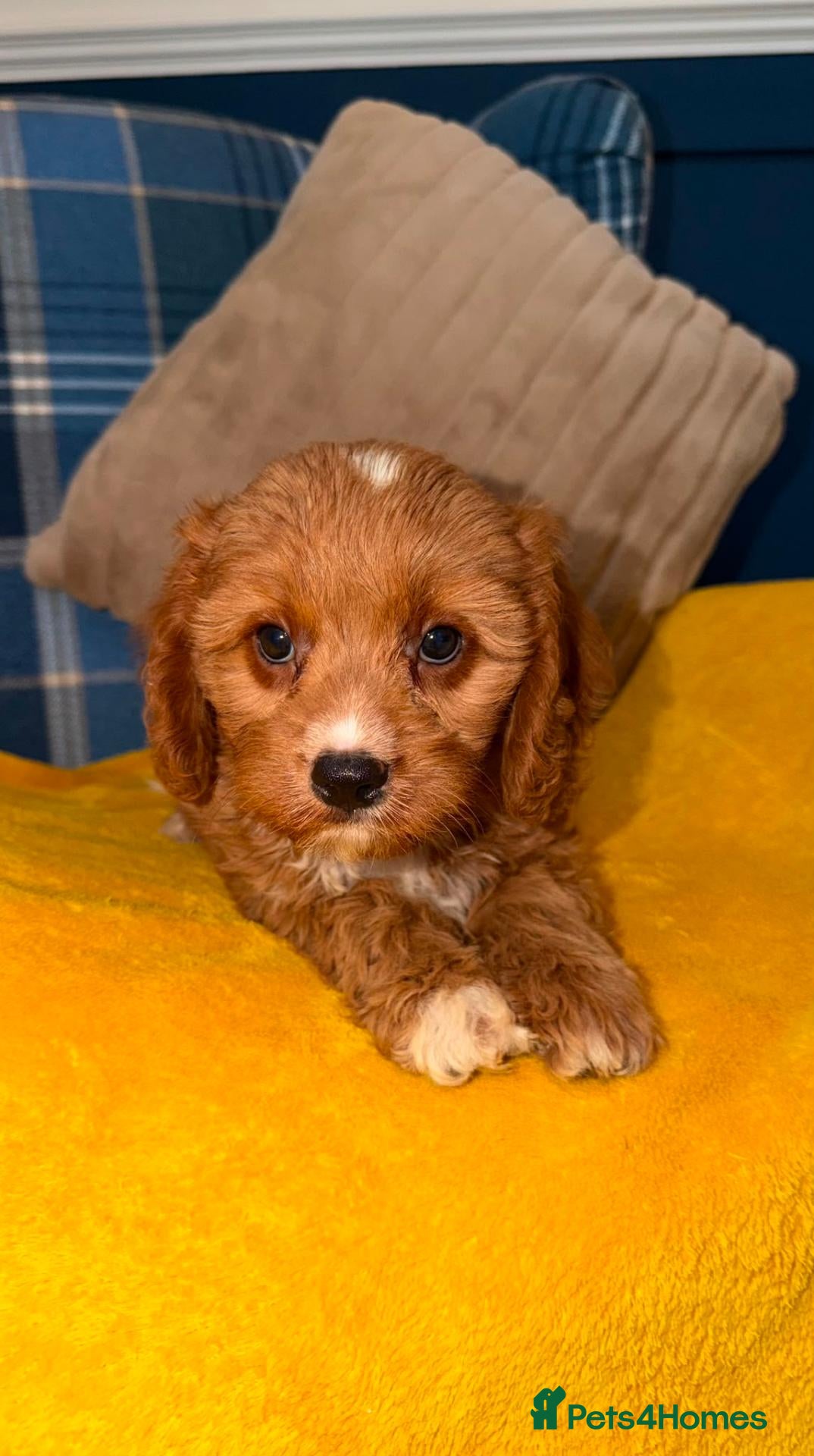 Cavapoo dogs 💙🩵Stunning Red Cavapoos boys 💙🩵 - Advert 1