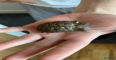 Tortoise reptiles - Advert 2