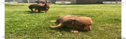 Miniature Dachshund dogs for sale: KC REG Miniature dachshunds. Council licensed in Airdrie - Advert 4