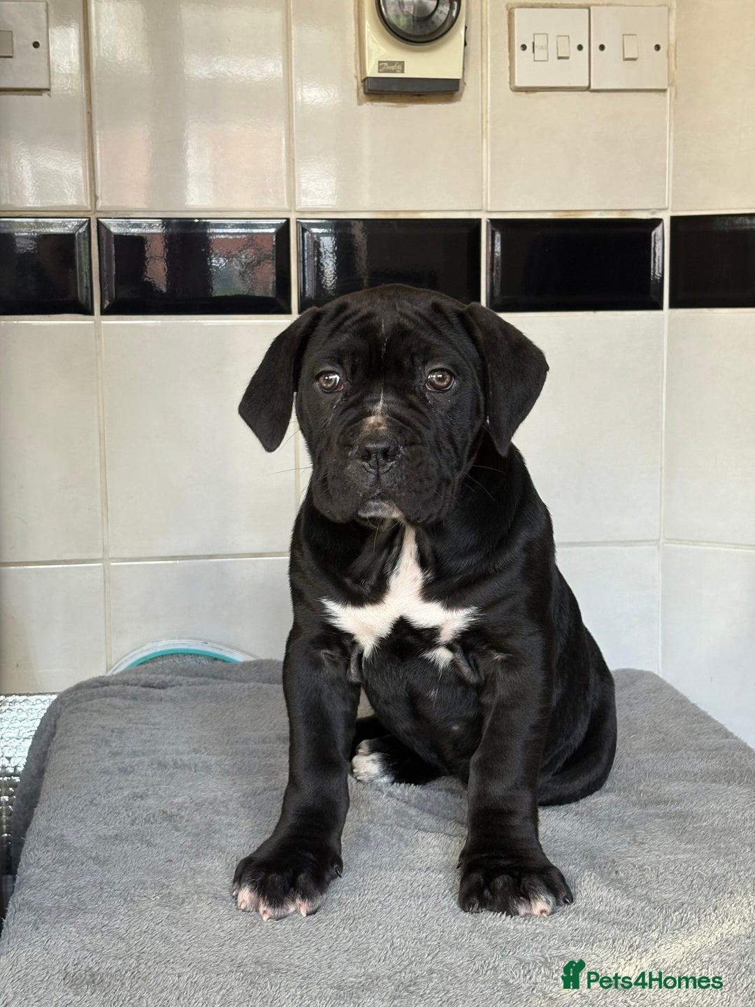 Cane Corso dogs for sale: *PRICE DROP* HUGE STUNNING FULL PEDIGREE FEMALES - Advert 5