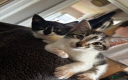 Domestic Shorthair cats for sale: 2 Female & 1 Male adorable baby kittens for SALE🐈 - Image 9