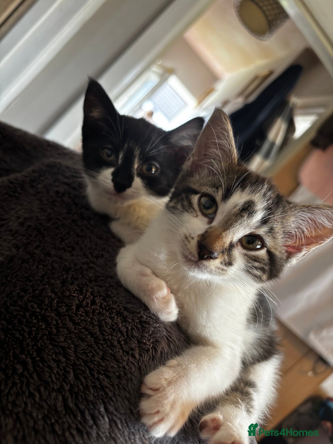 Domestic Shorthair cats for sale: 2 Female & 1 Male adorable baby kittens for SALE🐈 - Image 9