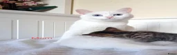 Mixed Breed cats for sale: Beautiful Ragdoll & British Shorthair Mix Kittens  - Advert 19