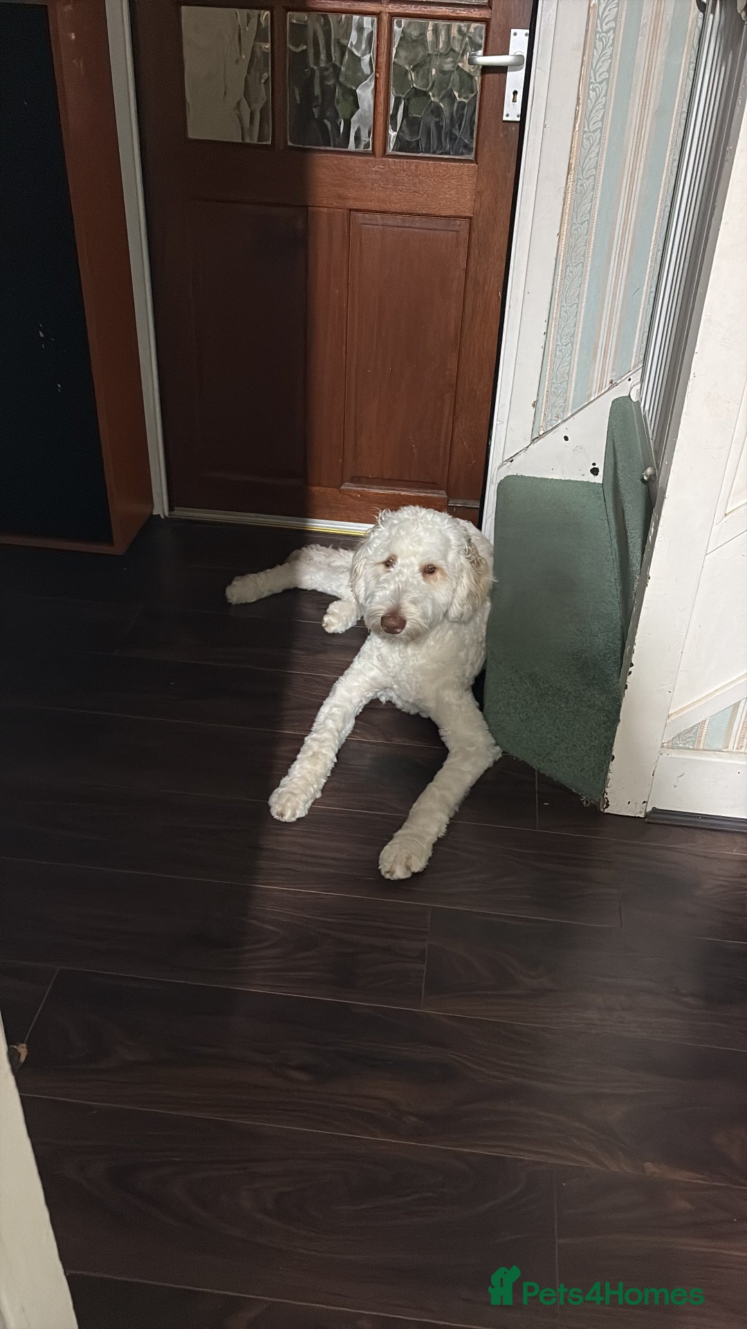 Labradoodle dogs for sale: Male Labradoodle - Advert 3