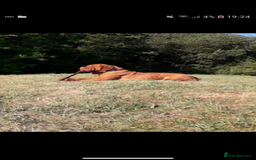 Dogue De Bordeaux dogs for sale: Dogue de bordeaux  - Image 3