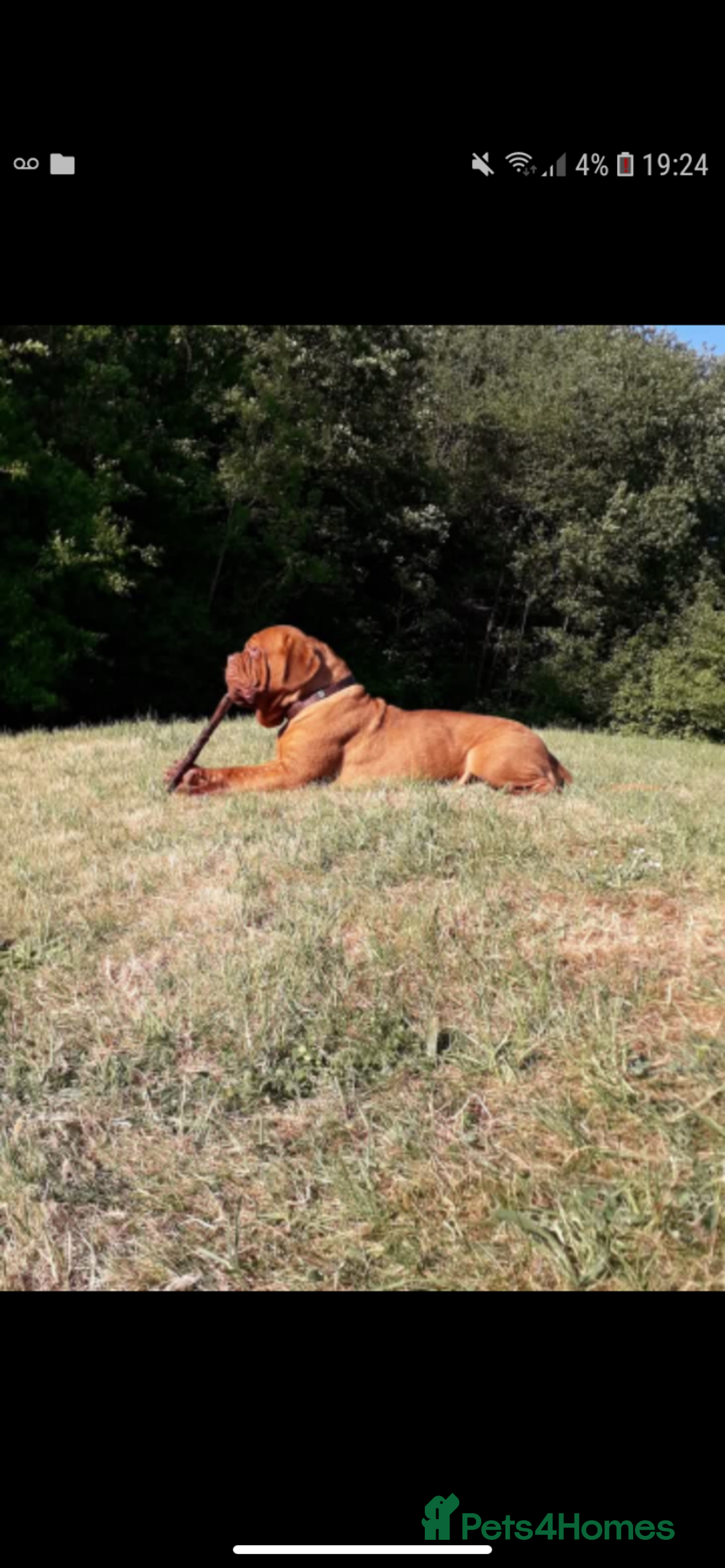 Dogue De Bordeaux dogs for sale: Dogue de bordeaux  - Image 3