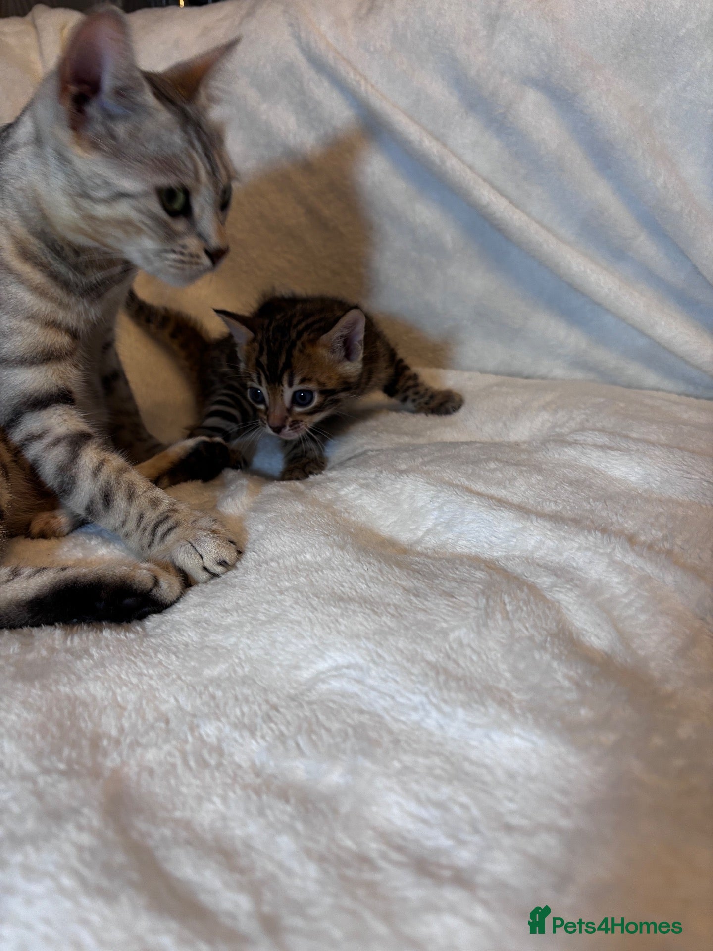 Bengal cats kittens  - Advert 17