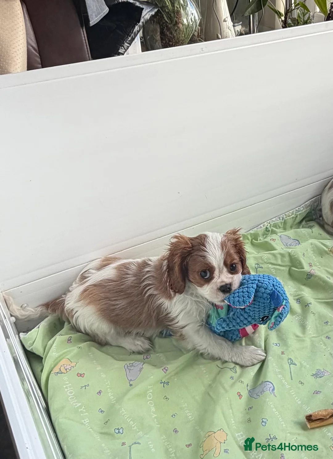 Cavalier King Charles Spaniel dogs for sale: Kc registered cavalier king charles puppies - Advert 7